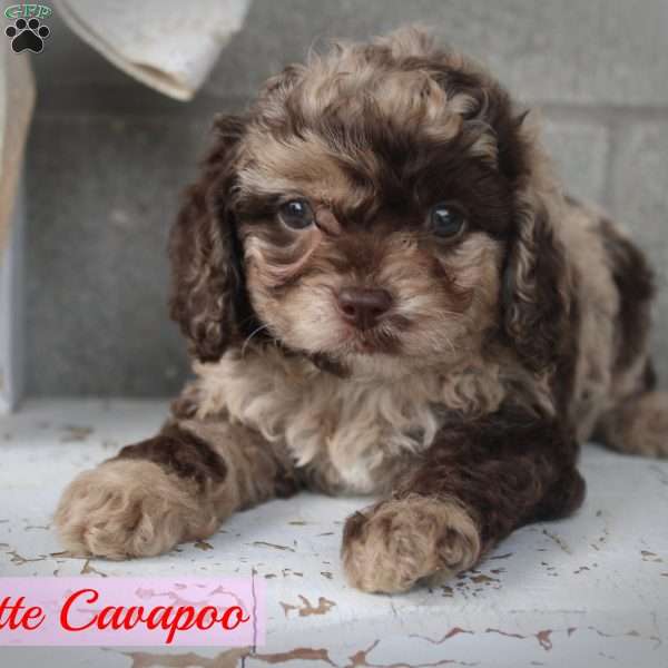 Scarlett, Cavapoo Puppy